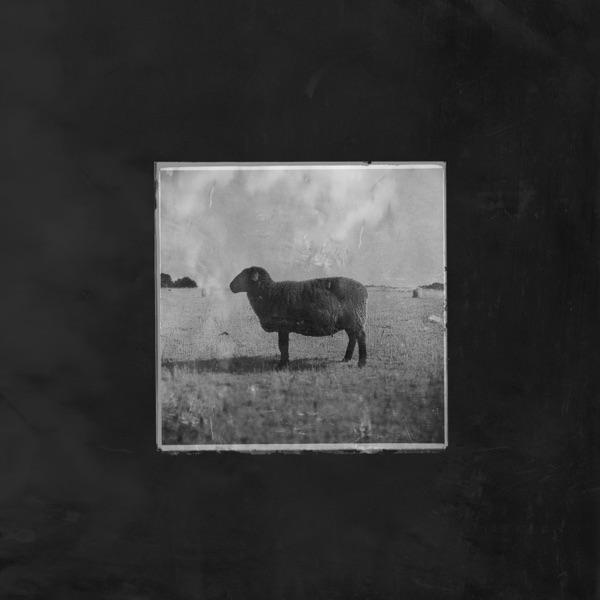 Black Sheep cover